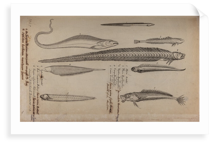 Various fish species by Unknown