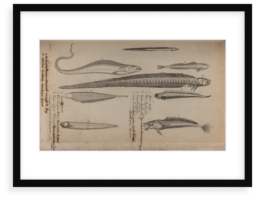 Various fish species by Unknown