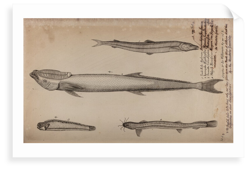 Various fish species by Unknown