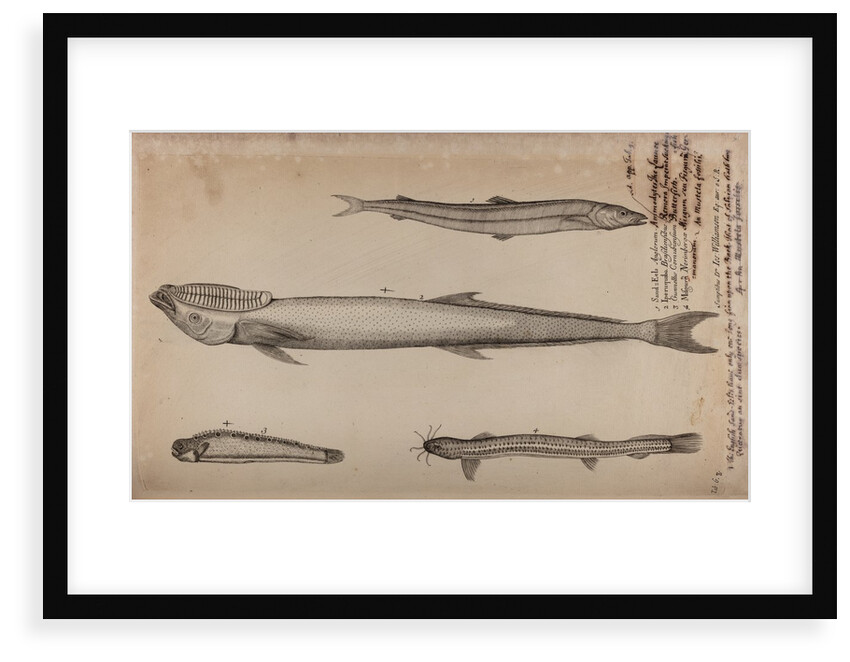 Various fish species by Unknown
