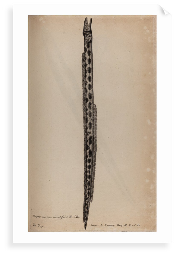 Tiger snake eel by Unknown