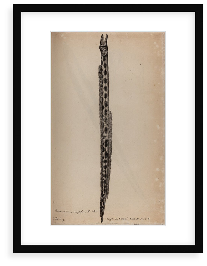 Tiger snake eel by Unknown