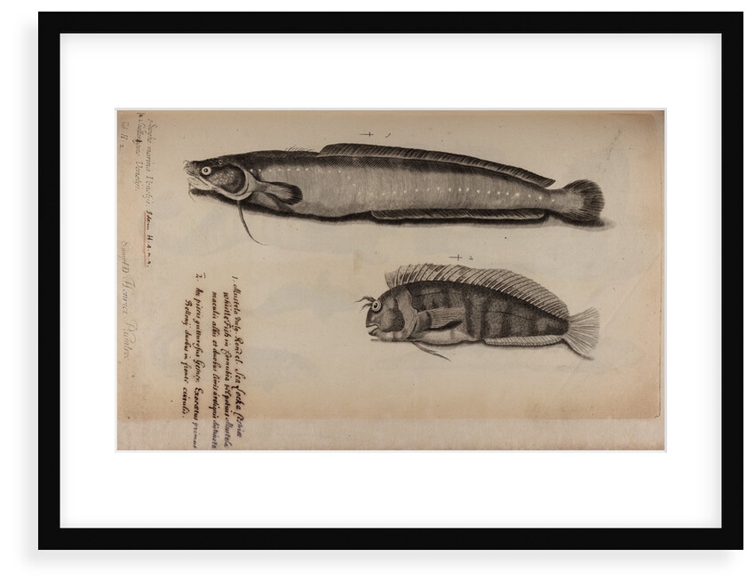 Burbot and tompot blenny by Unknown