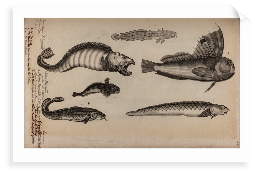 Various fish species by Unknown