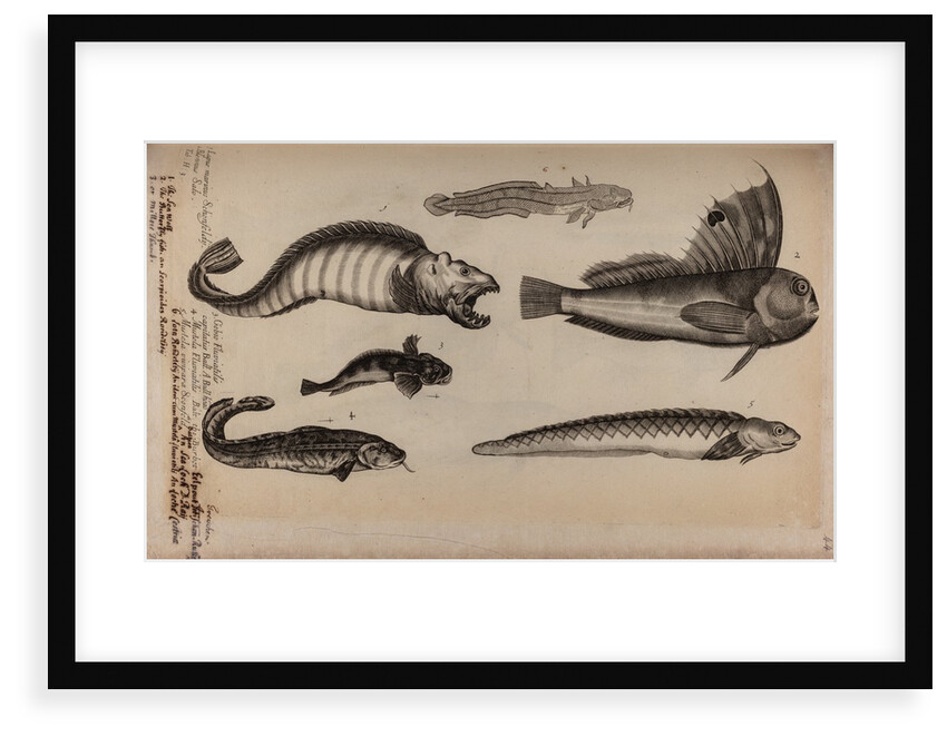 Various fish species by Unknown