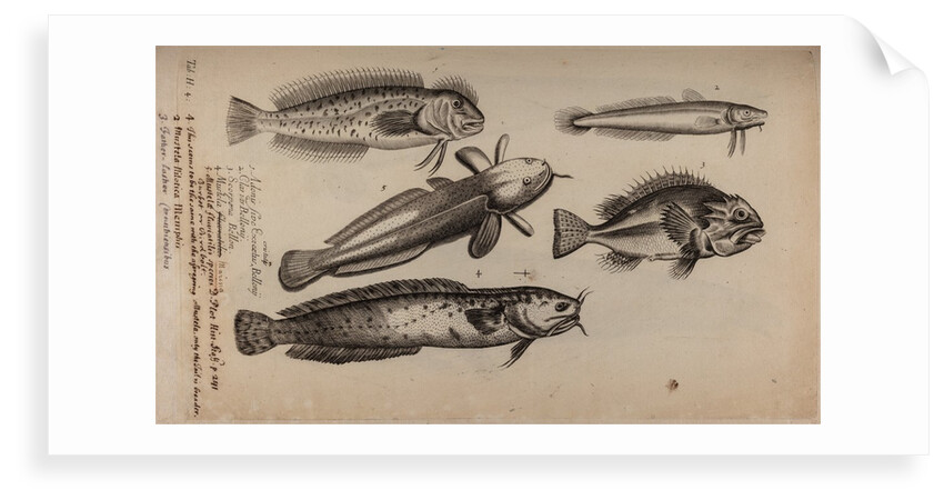 Various fish species by Unknown