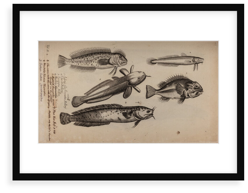 Various fish species by Unknown