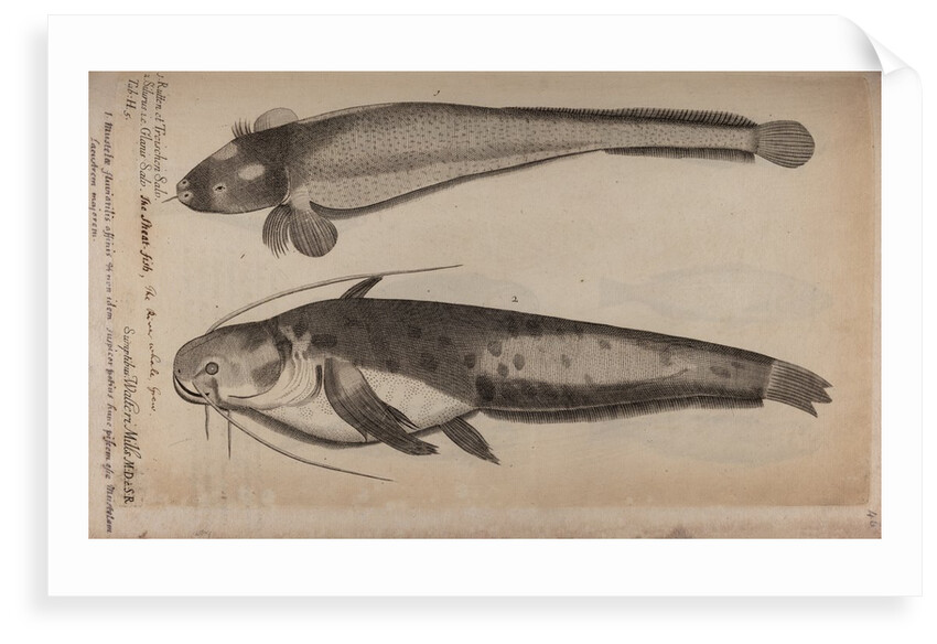 Burbot and wels catfish by Unknown