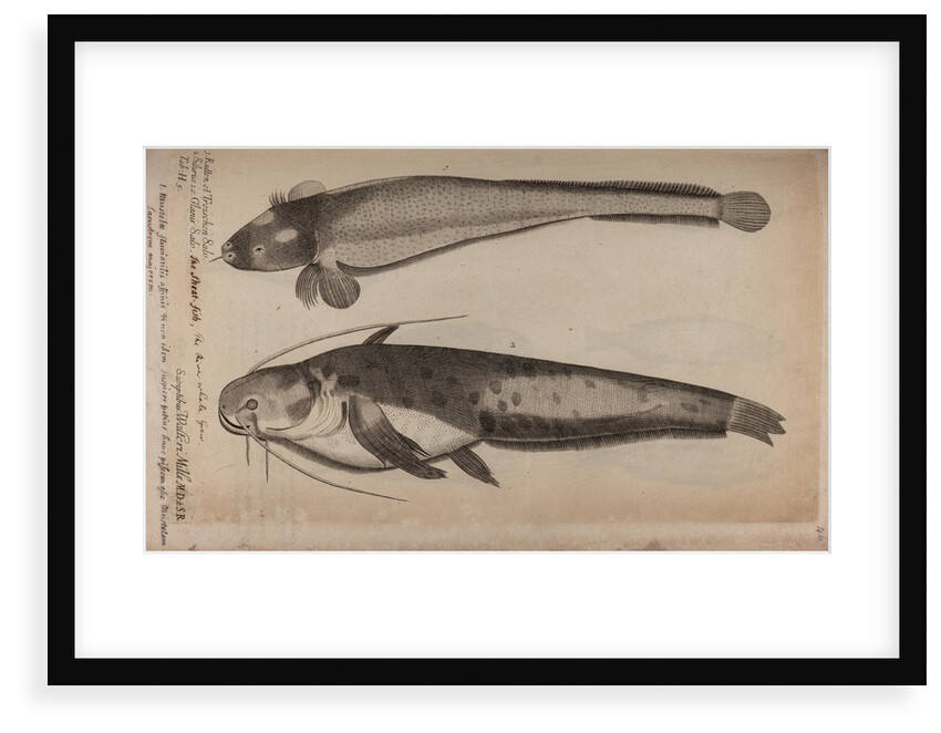 Burbot and wels catfish by Unknown