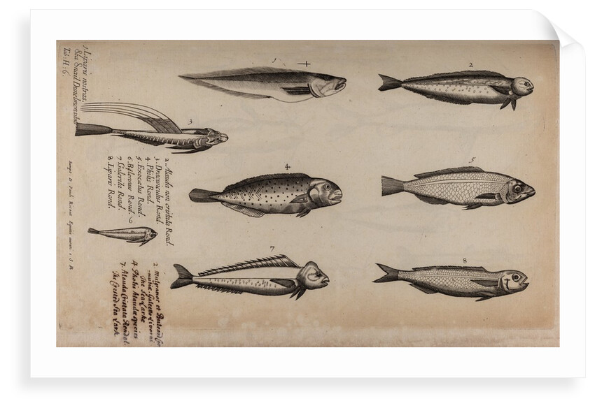 Various fish specimens by Unknown