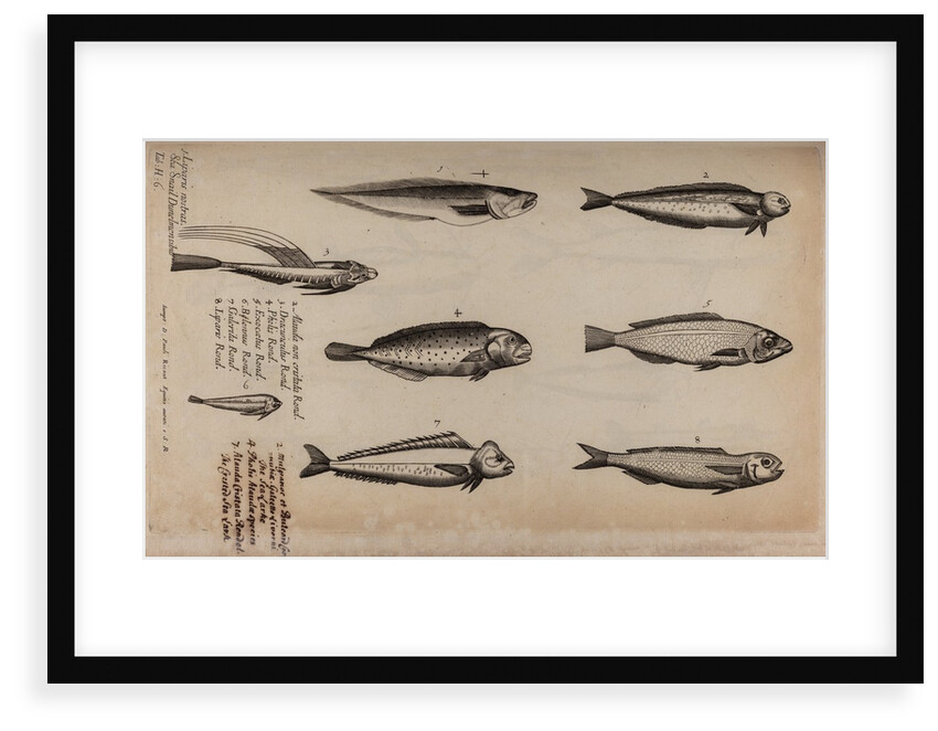 Various fish specimens by Unknown