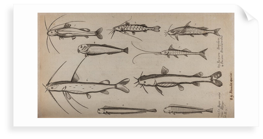 Various fish specimens by Unknown
