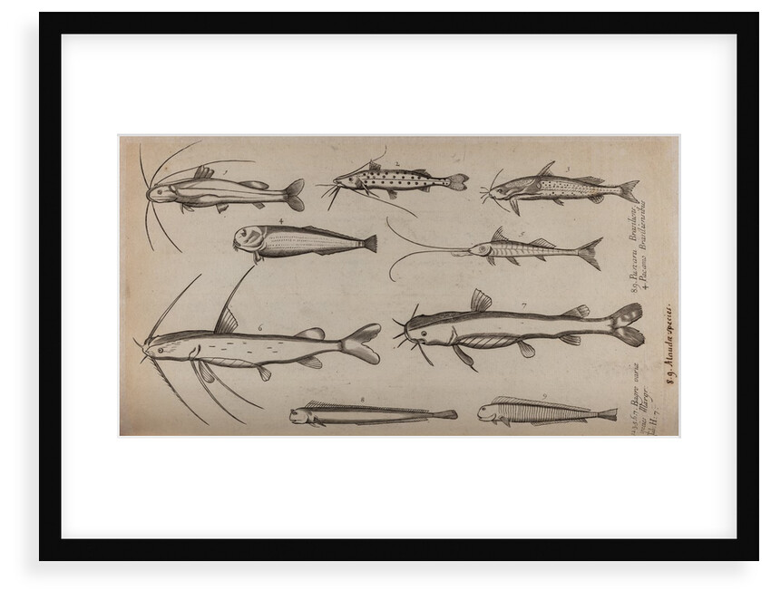Various fish specimens by Unknown