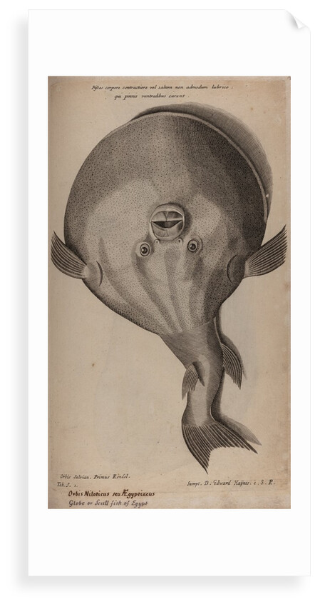 Globefish by Unknown
