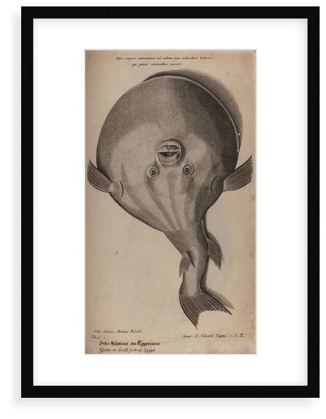 Globefish by Unknown