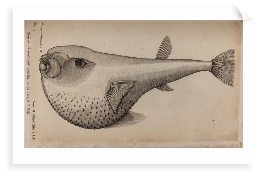 Globefish by Unknown