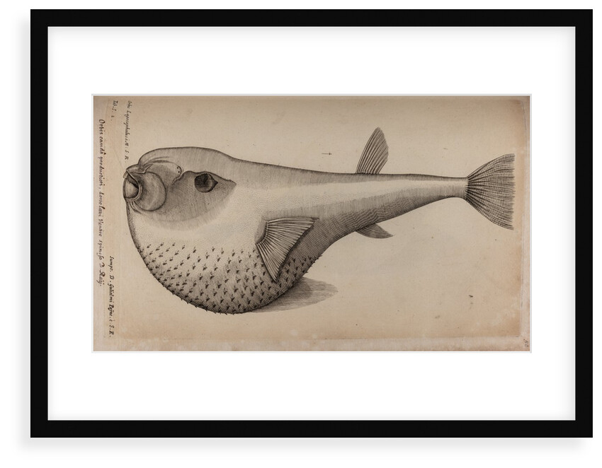 Globefish by Unknown