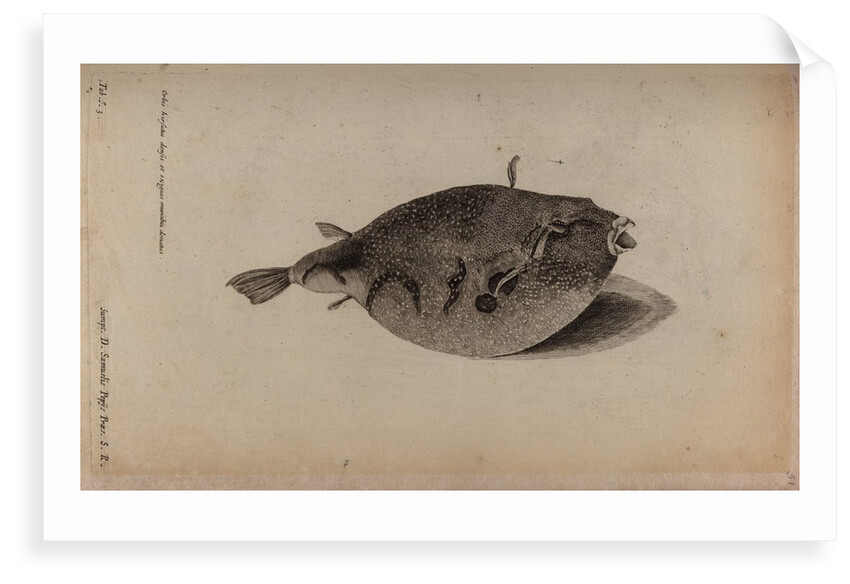Globefish by Unknown