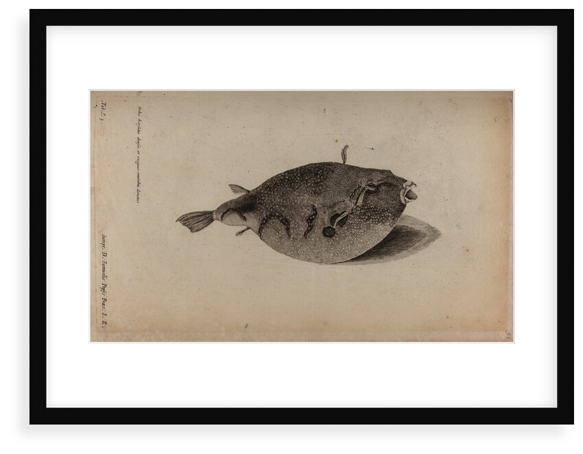 Globefish by Unknown