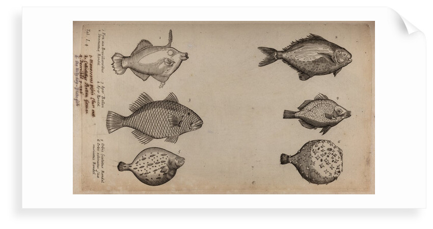 Globefish by Unknown