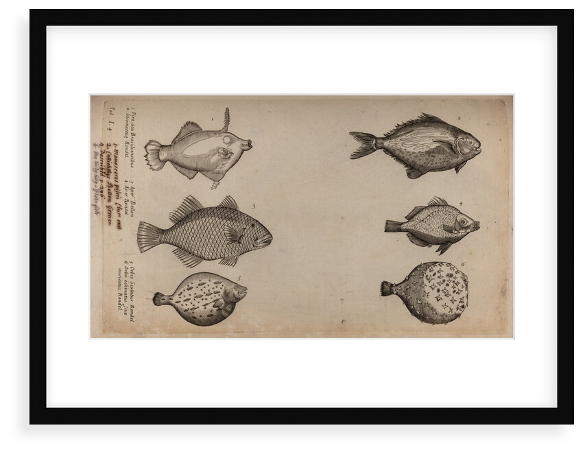Globefish by Unknown