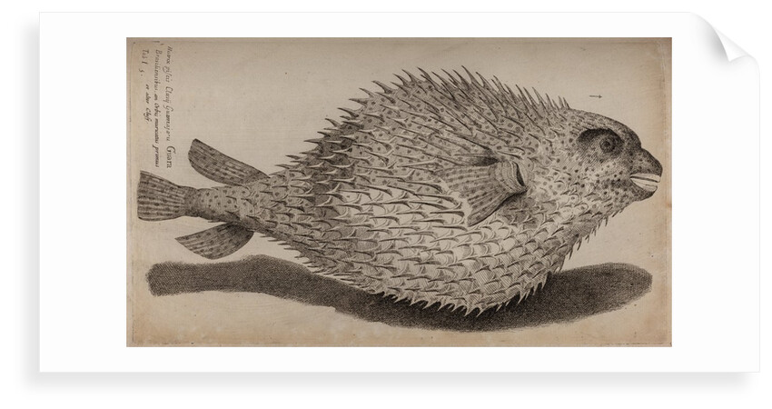 Globefish by Unknown