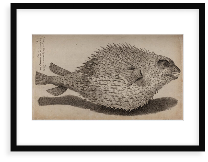 Globefish by Unknown
