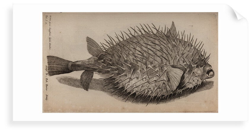 Globefish by Unknown