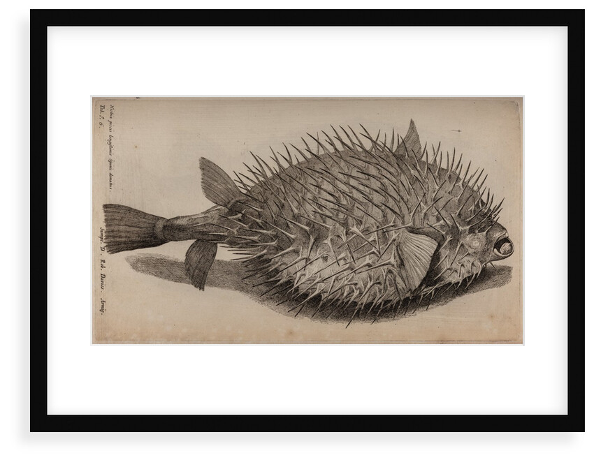 Globefish by Unknown