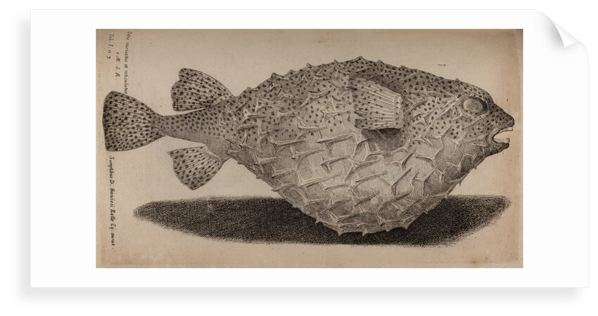Globefish by Unknown