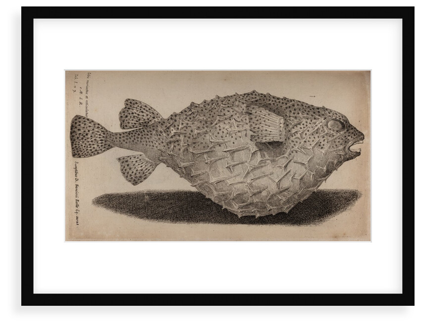 Globefish by Unknown