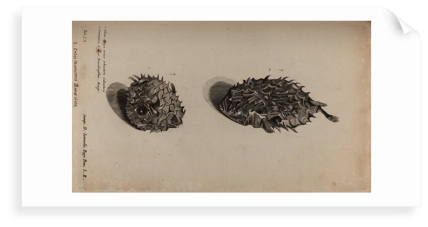 Globefish by Unknown