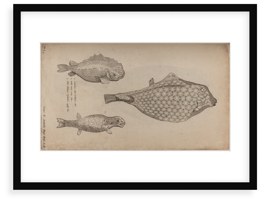 Boxfish by Unknown