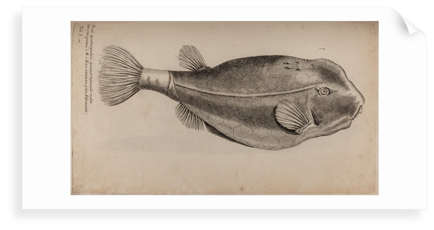 Boxfish by Unknown