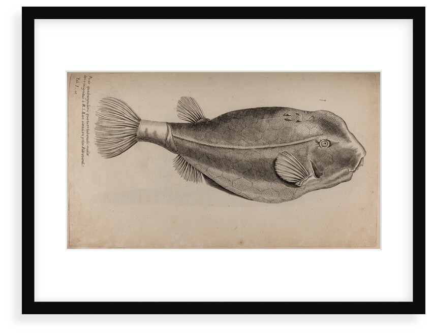 Boxfish by Unknown