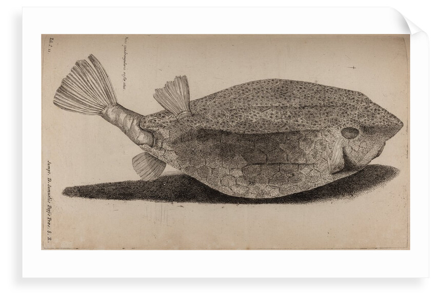 Boxfish by Unknown