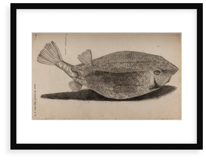 Boxfish by Unknown