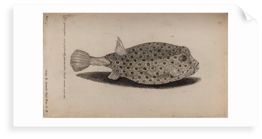 Spotted trunk fish by Unknown