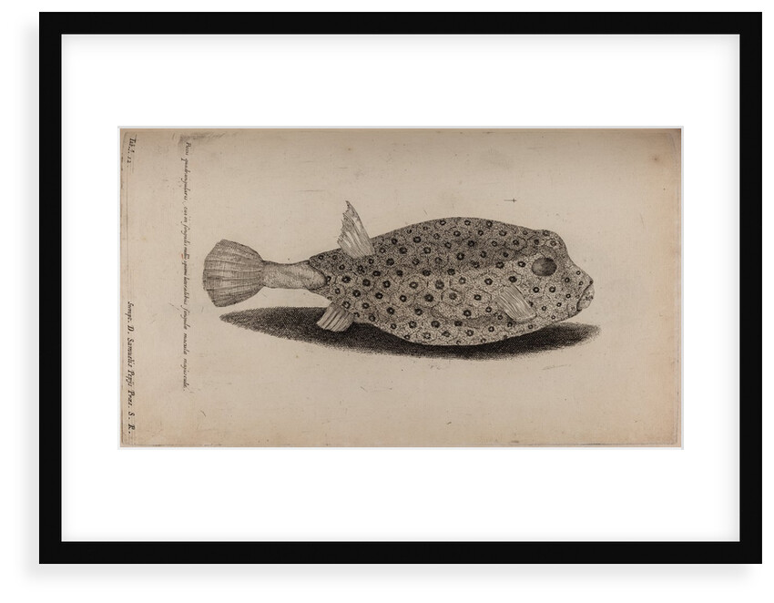 Spotted trunk fish by Unknown