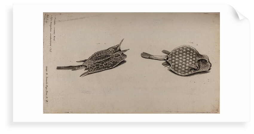 Horned boxfish and scorpionfish by Unknown