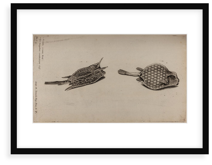Horned boxfish and scorpionfish by Unknown