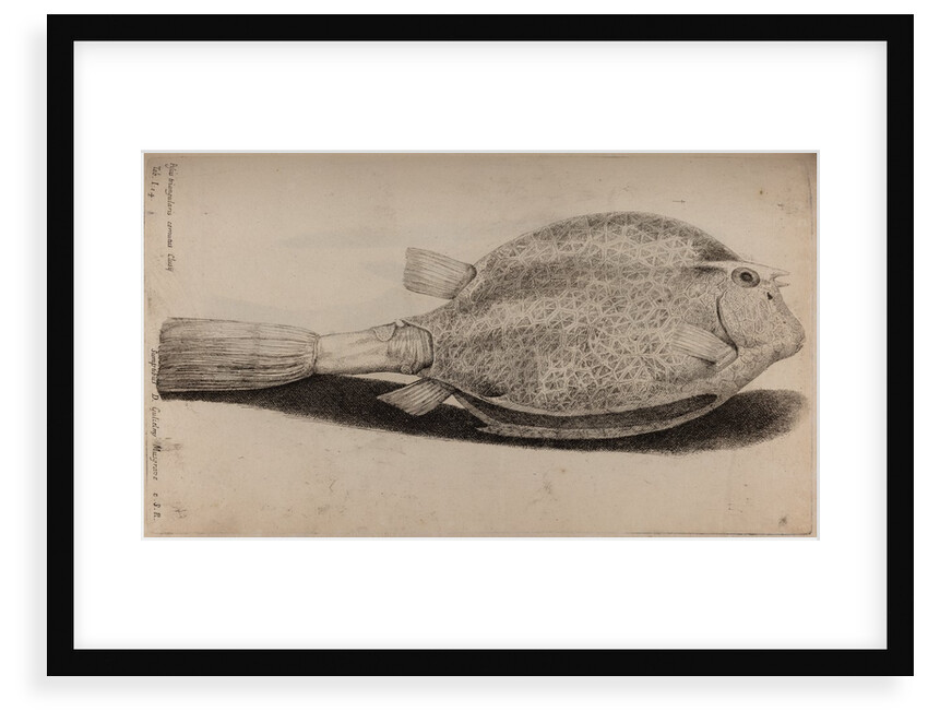 Four-horned trunkfish by Unknown
