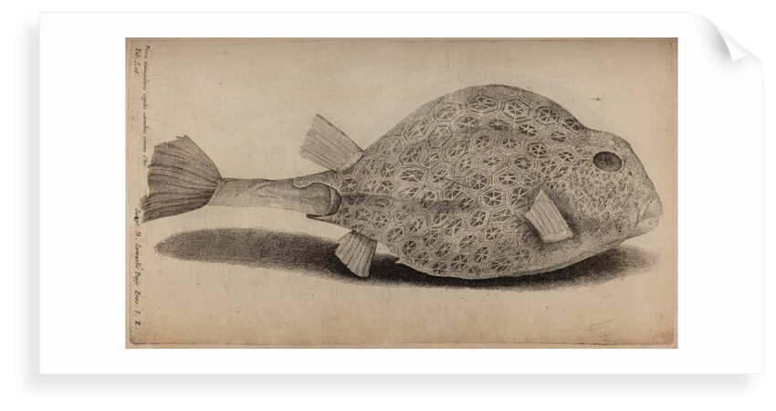 Smooth trunkfish by Unknown