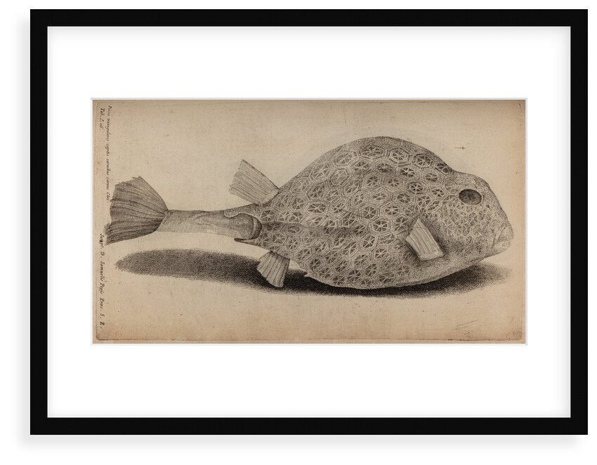 Smooth trunkfish by Unknown