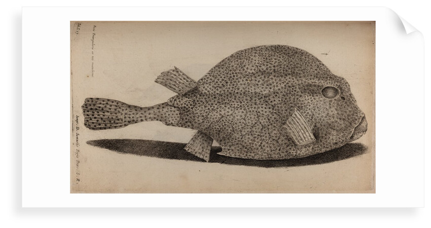 Spotted boxfish by Unknown