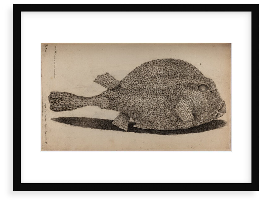 Spotted boxfish by Unknown