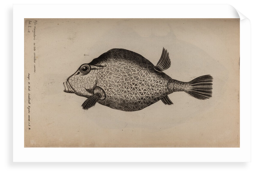 Smooth trunkfish by Unknown