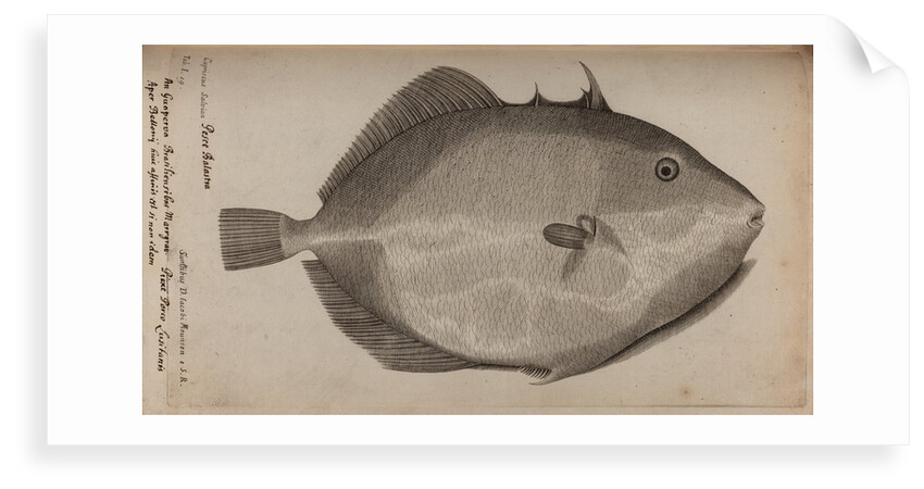 Grey triggerfish by Unknown