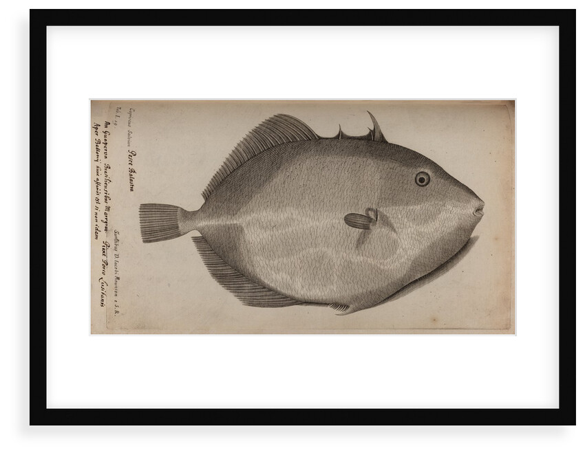 Grey triggerfish by Unknown