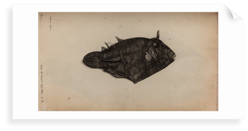 Long-spine porcupinefish by Unknown